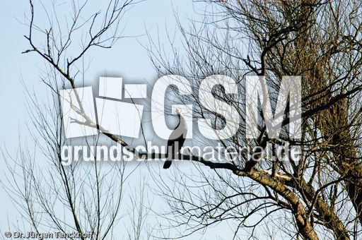 Kormoran (1 von 7).jpg